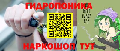 шишки Аргун